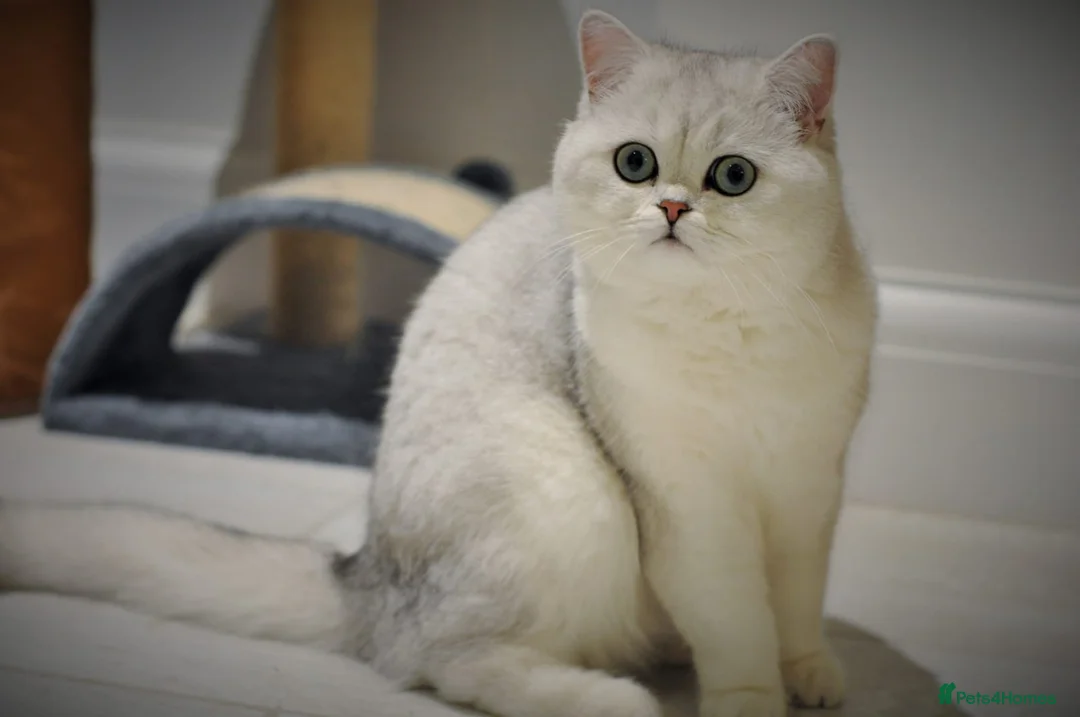 British Shorthair cats for stud: Stud, Great looking and sweet British Shorthair  in Bromley - Advert 2