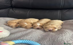 Maltipoo dogs for sale: Stunning litter of tiny maltipoos - Image 6