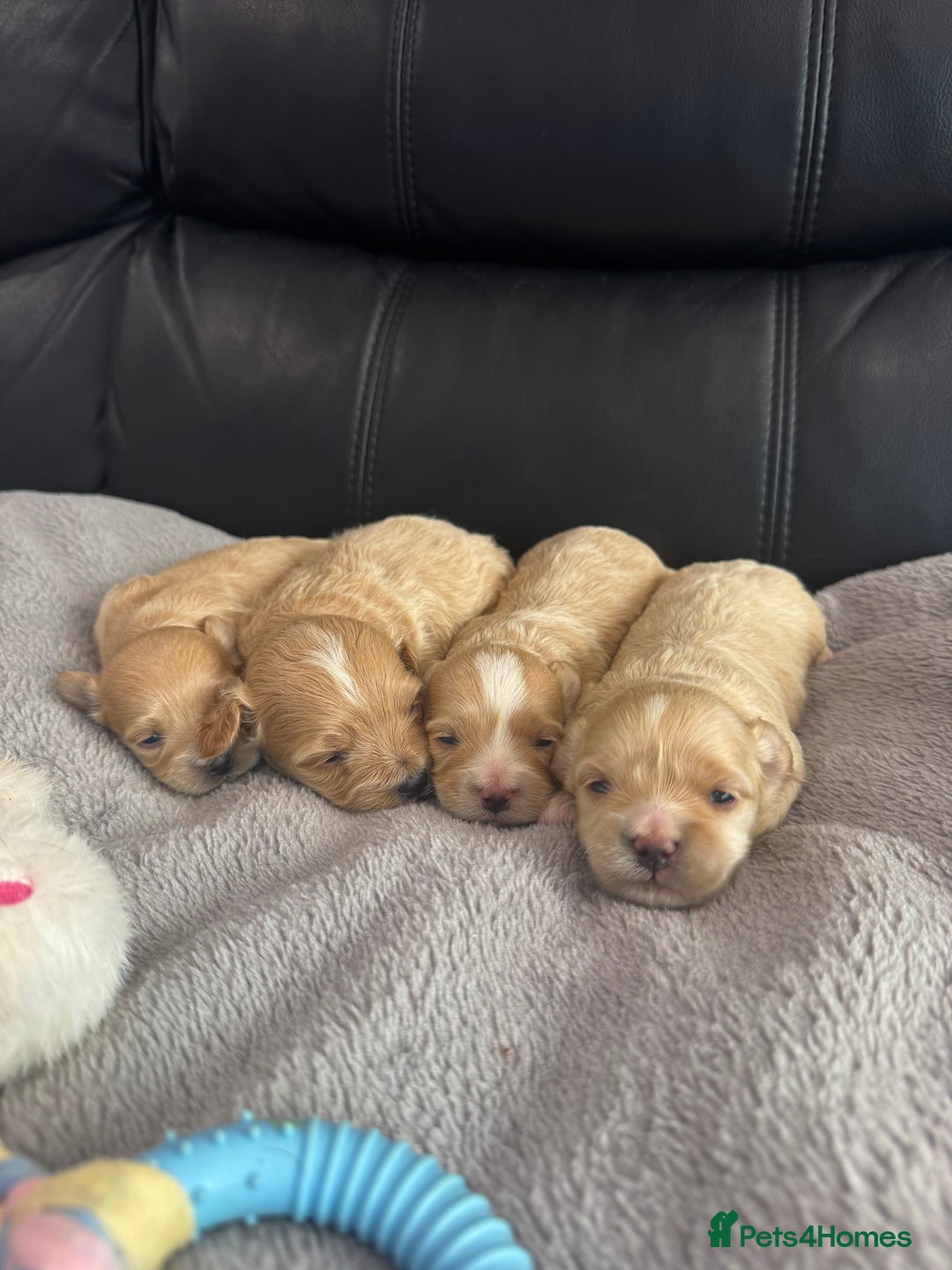 Maltipoo dogs for sale: Stunning litter of tiny maltipoos - Image 6