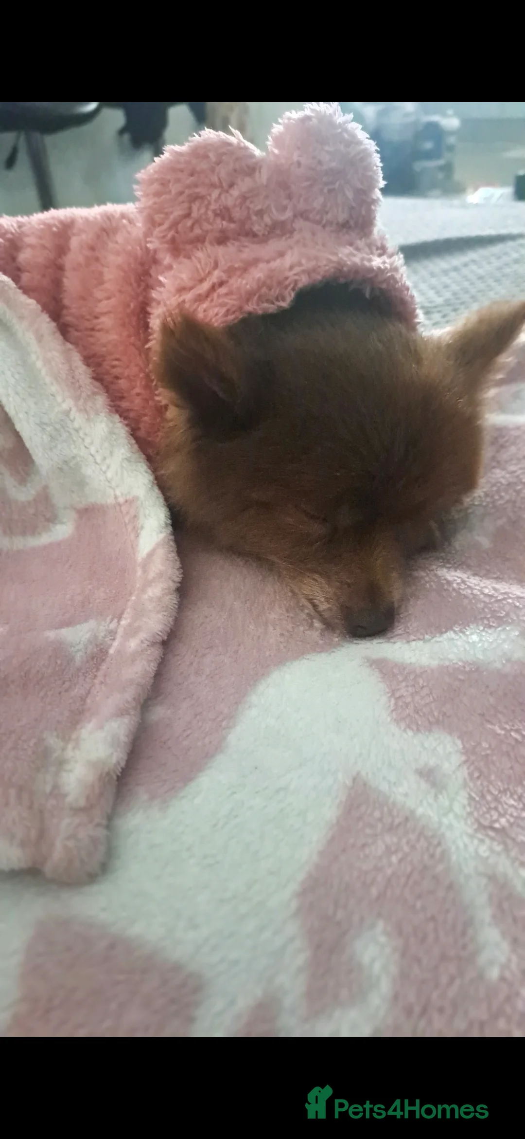 Pomeranian dogs for sale: Sweet Kiki  - Advert 2