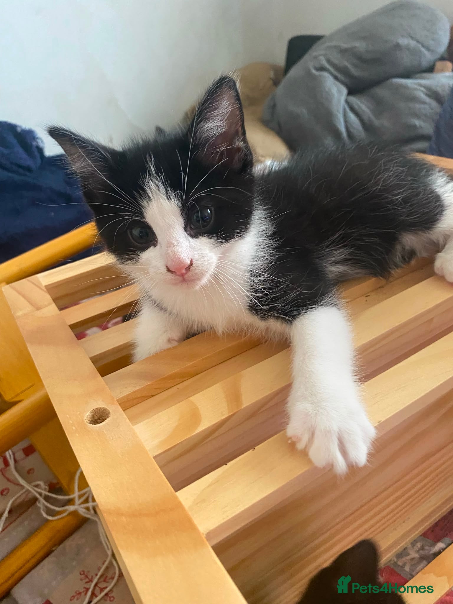 Mixed Breed cats Loving Homes Wanted for 3 Beautiful Kittens - Advert 1