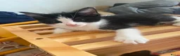 Mixed Breed cats for sale: Loving Homes Wanted for 3 Beautiful Kittens - Advert 1