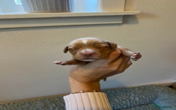 Cocker Spaniel dogs for sale: 🐶Cocker Spaniel Pups Looking for Forever Family🐶 - Image 39