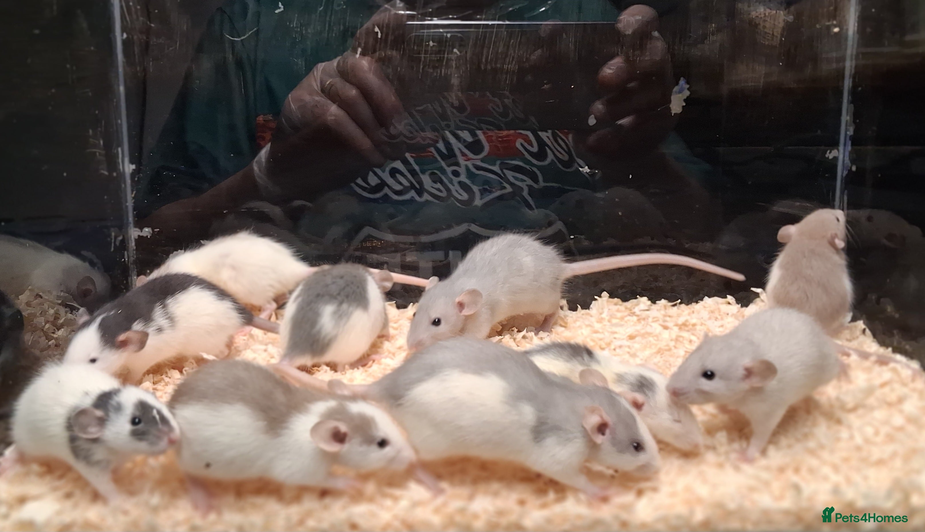 Rat rodents Baby Dumbo rats, natural, Rex , Nakeds - Advert 6