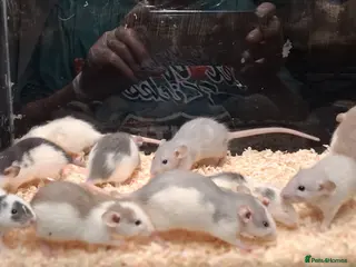 Rat rodents Baby Dumbo rats, natural, Rex , Nakeds - Advert 6