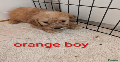 Cockapoo dogs - Advert 2