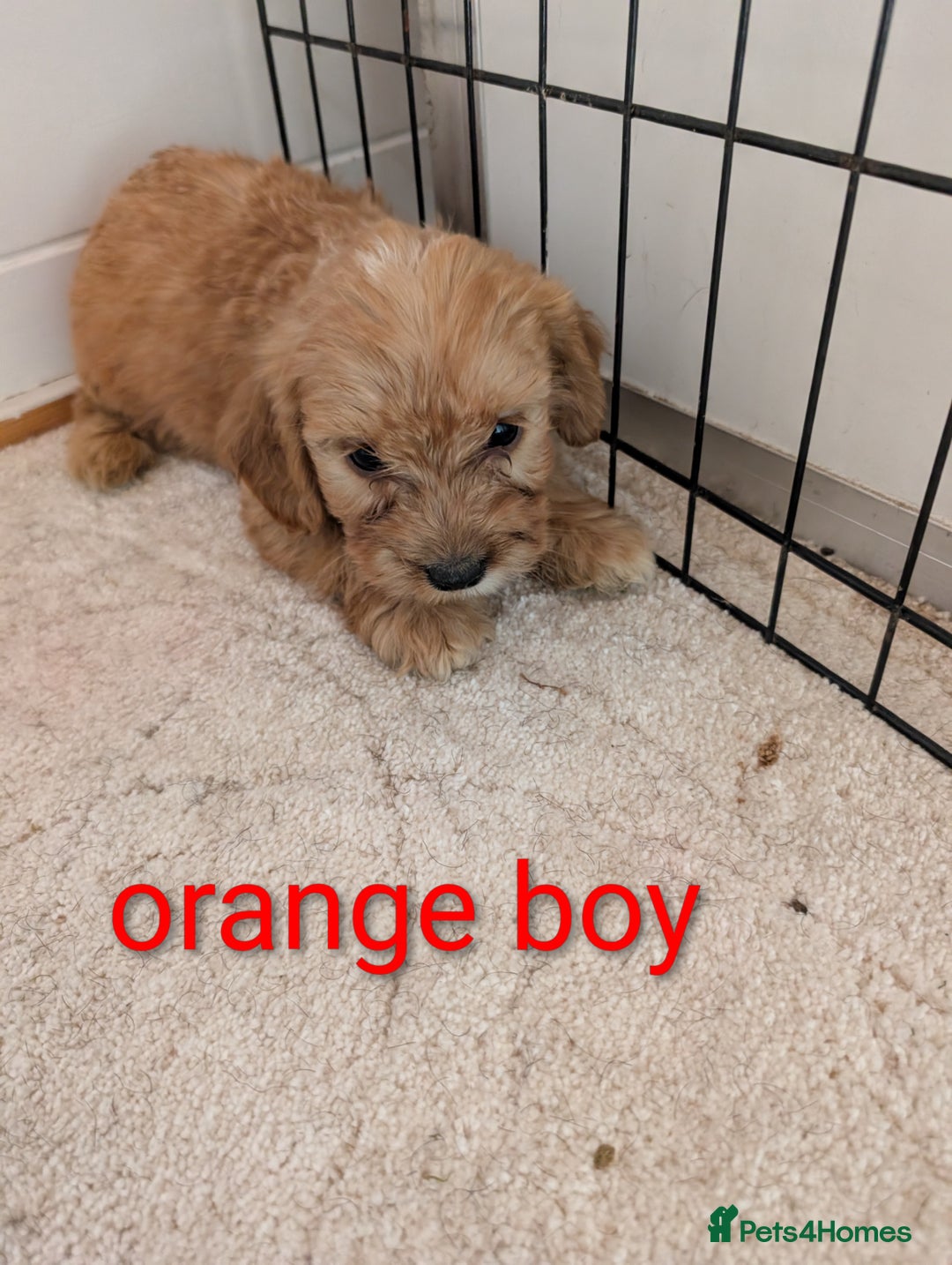 Cockapoo dogs for sale: Stunning f1 Cockapoo puppy's  - Image 3