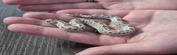 Snake reptiles for sale: Baby Western hognoses CB 26 mixed Morphs & Sex  - Advert 5