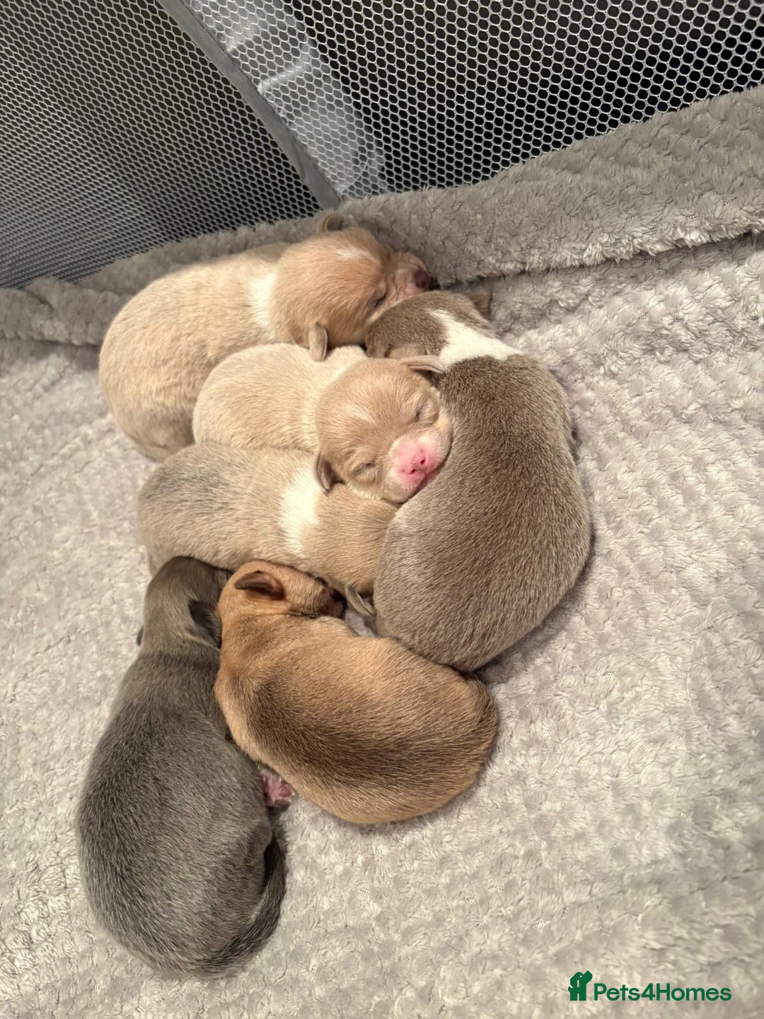 Chihuahua dogs for sale: 5 beautiful chihuahua babies - Advert 3