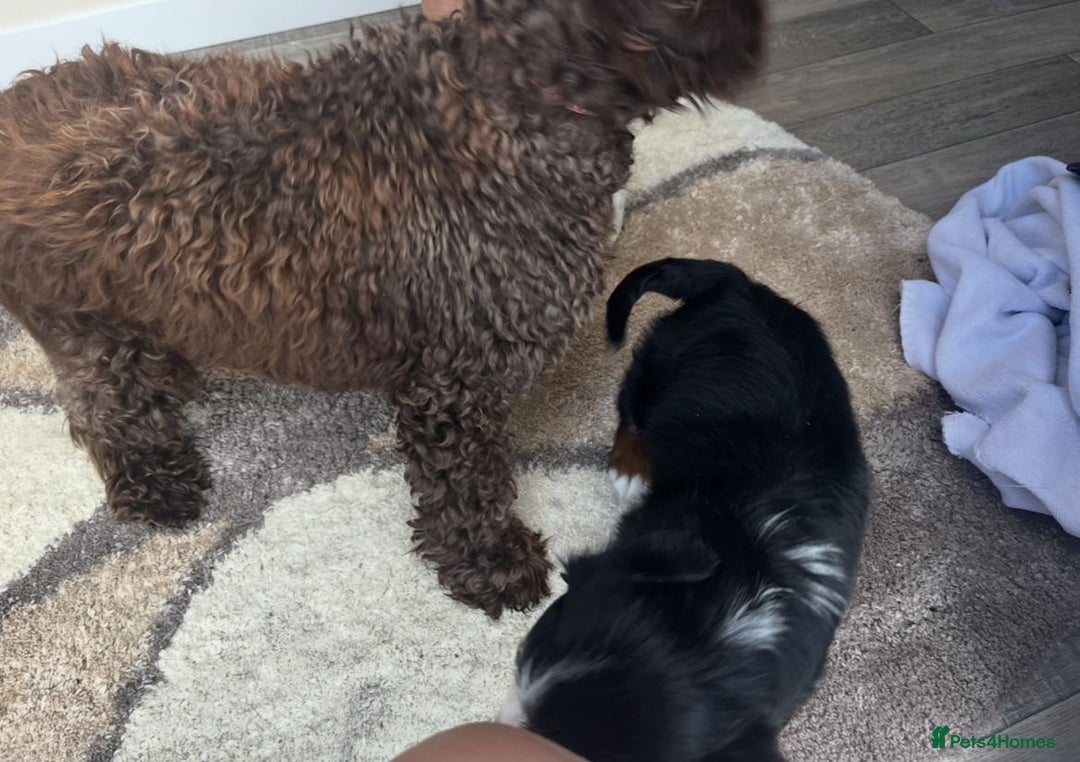Cavapoo dogs for sale: Tri cavapoo puppy ready now  - Image 12