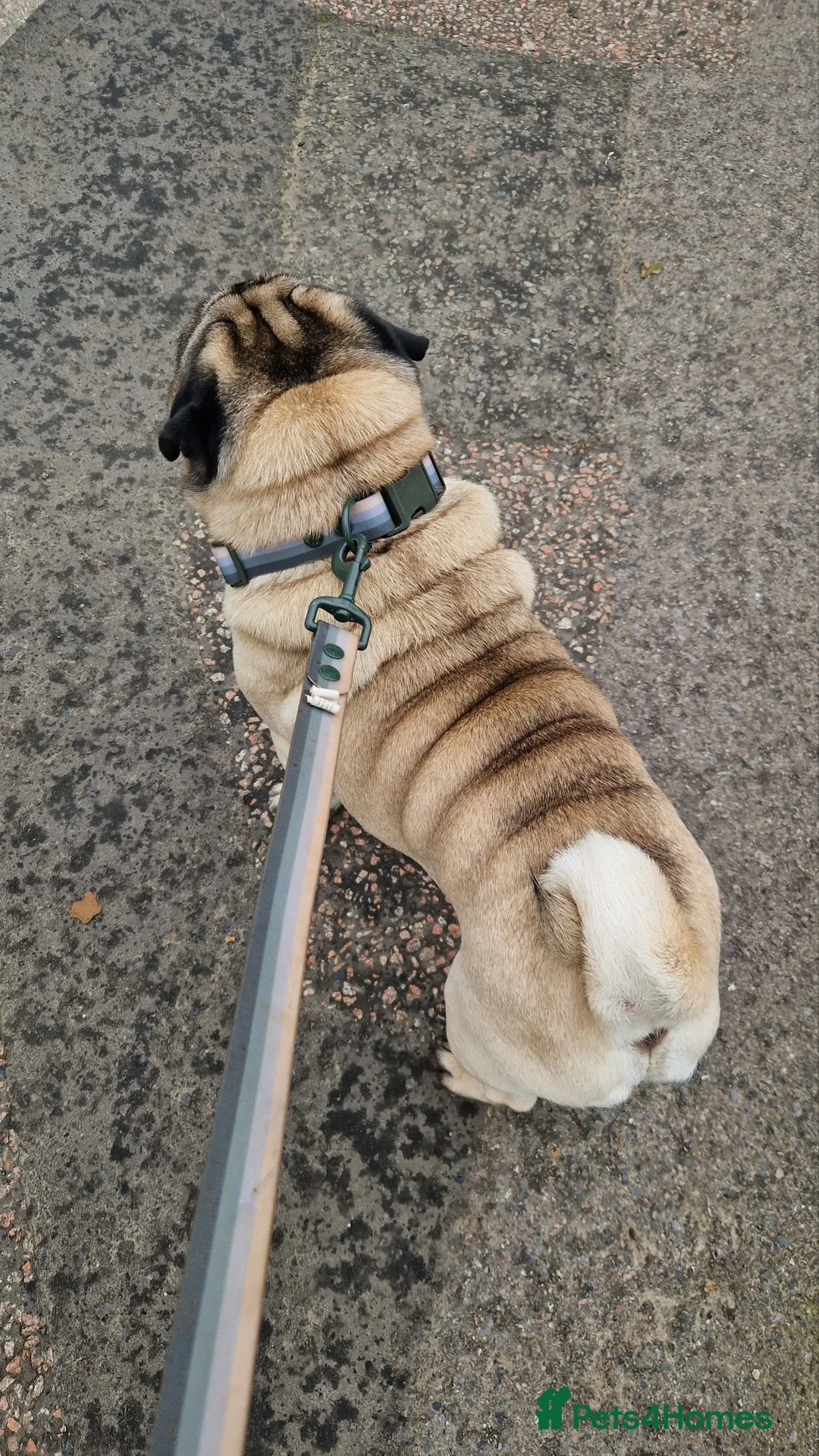 Pug dogs for stud: Looking for a girlfriend in Horsham - Advert 2