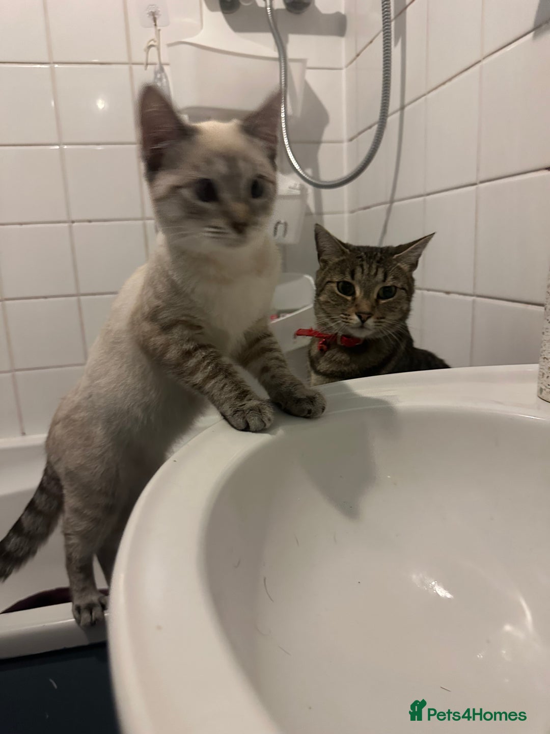 Siamese cats for sale: Beautiful Siamese Looking for a Loving Home  - Advert 10