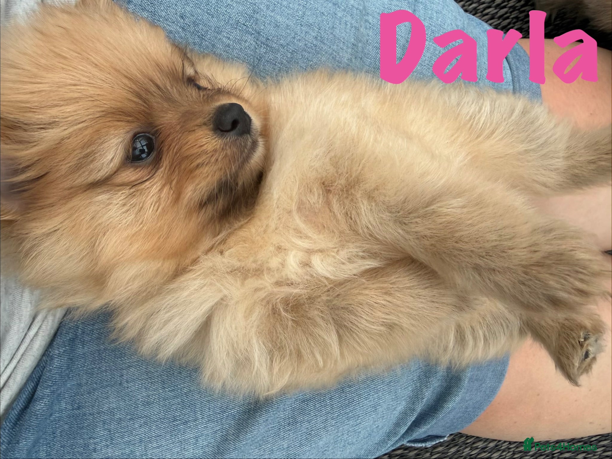 Pomeranian dogs for sale: Pomeranian Puppies Available To Reserve Now in Manchester - Advert 21