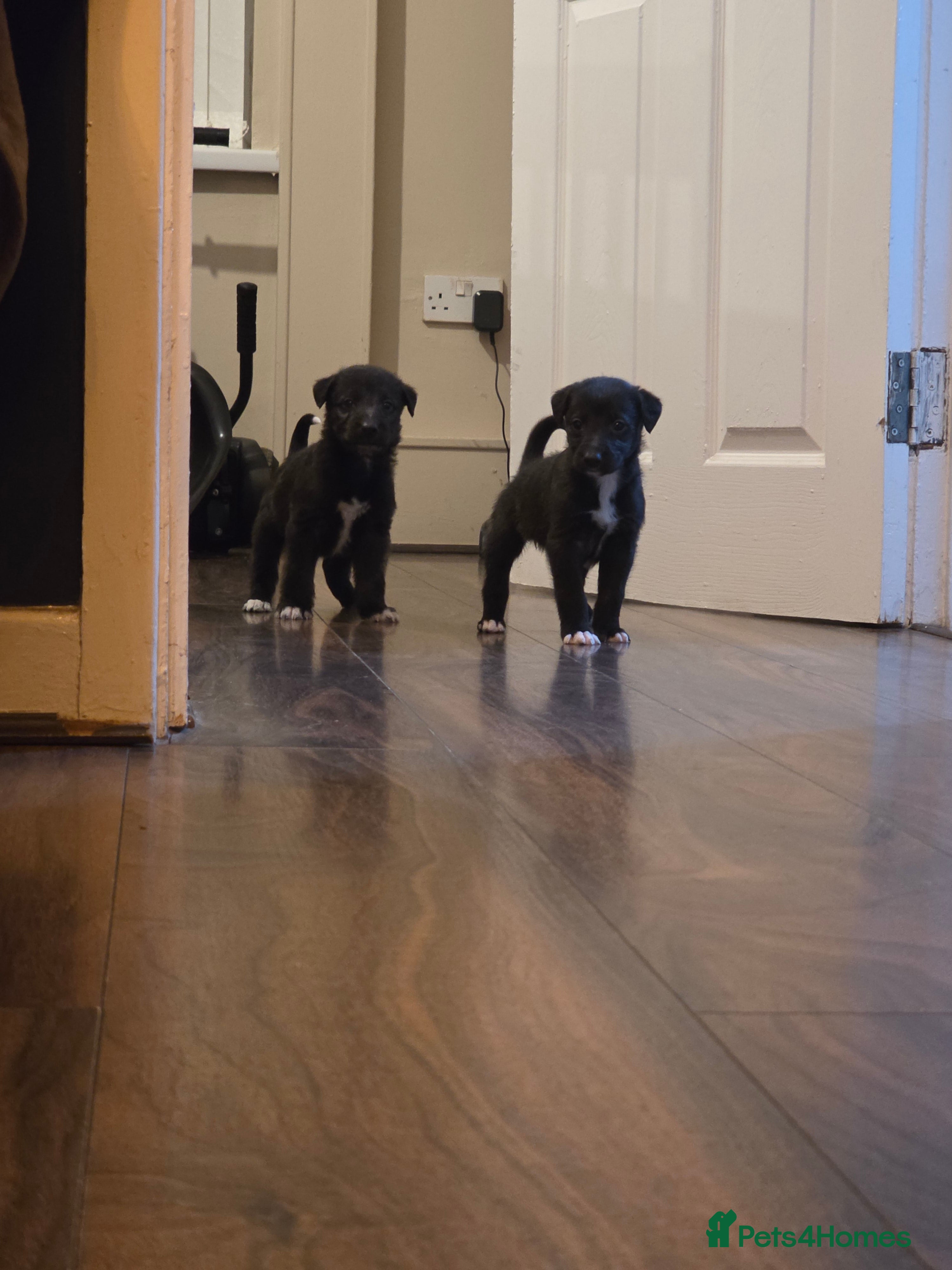 Mixed Breed dogs Bedlington whippet puppies  - Advert 8