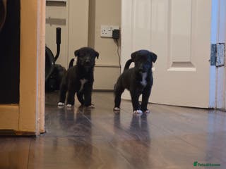 Mixed Breed dogs Bedlington whippet puppies - Advert 1