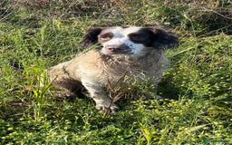 English Springer Spaniel dogs for stud: Springer spaniel for stud  - Image 4