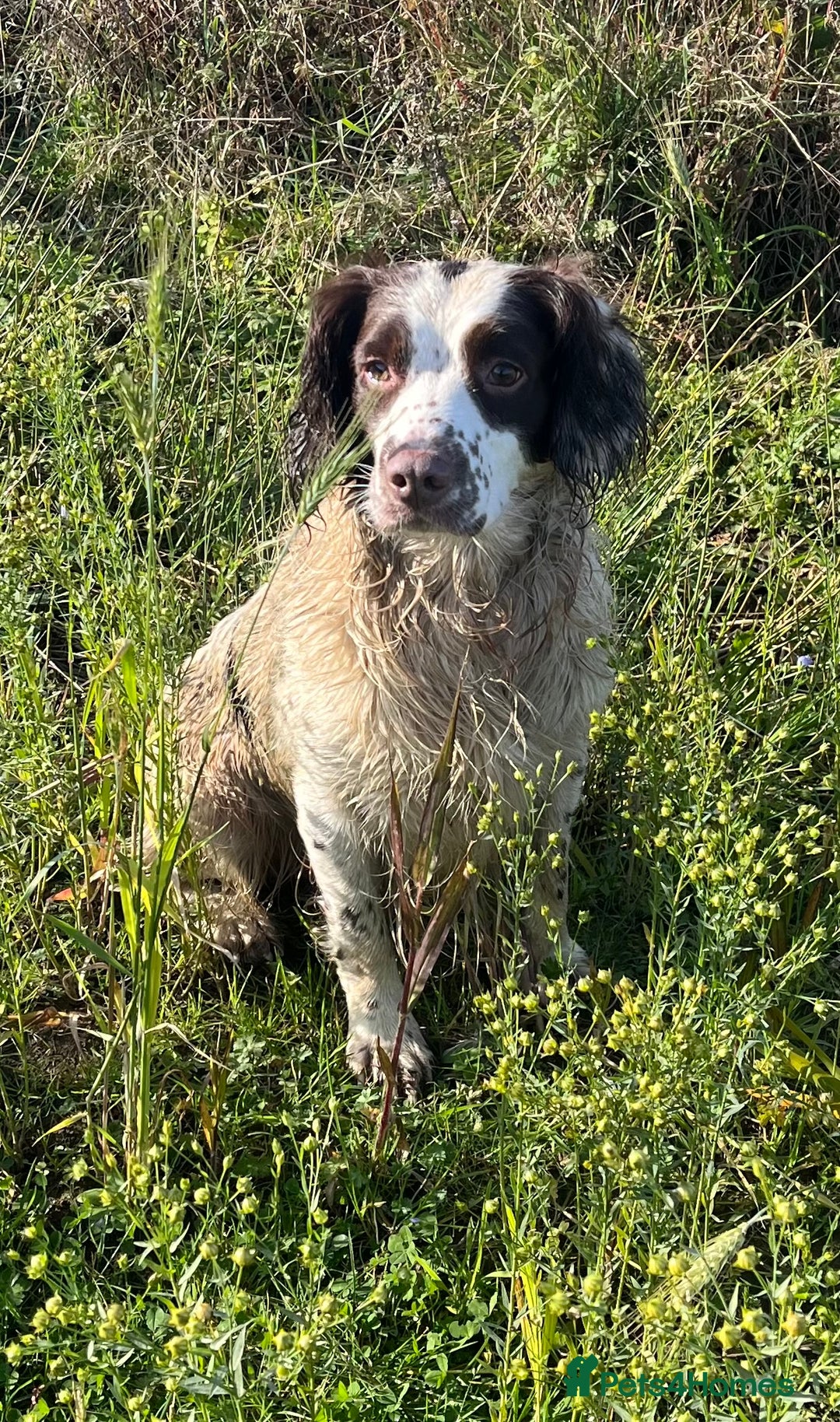 English Springer Spaniel dogs for stud: Springer spaniel for stud  - Image 4
