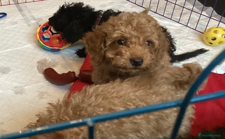 Doxiepoo dogs - Advert 2