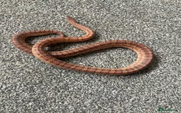 Corn Snake reptiles for sale: Corn snake  - Image 1