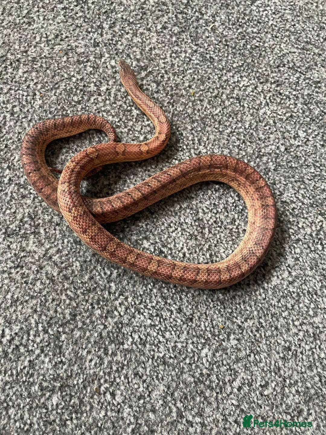 Corn Snake reptiles for sale: Corn snake  - Image 1