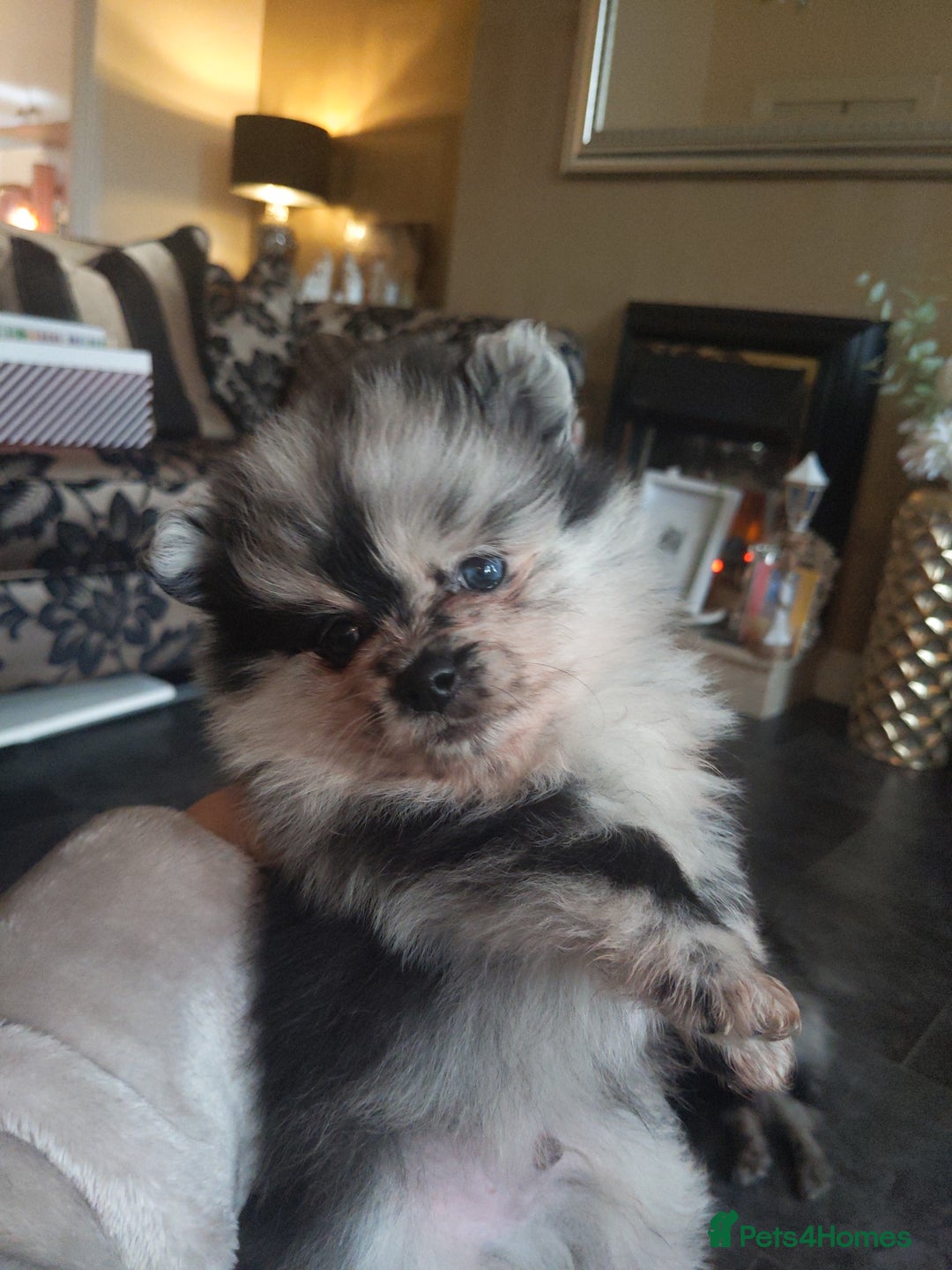 Pomeranian dogs for sale: Pomarian puppies for sale  - Advert 7