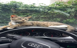 Mixed Breed cats for sale: Brown & grey cat - Image 1