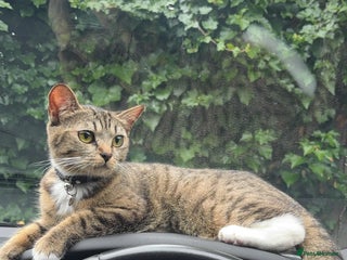 Mixed Breed cats - Advert 9