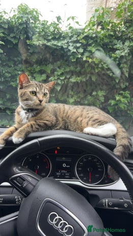 Mixed Breed cats - Advert 14