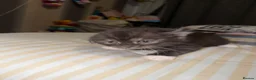 Mixed Breed cats for sale: RARE Gorgeous ScottishFold&British ShortHair  - Advert 5