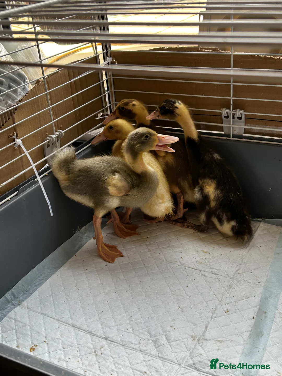 Ducks poultry for sale: 4 female runner ducklings for sale  - Advert 2