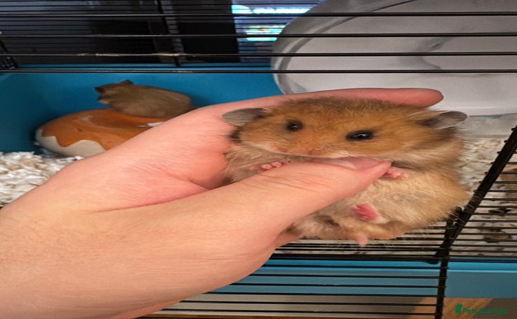 Hamster rodents - Advert 1