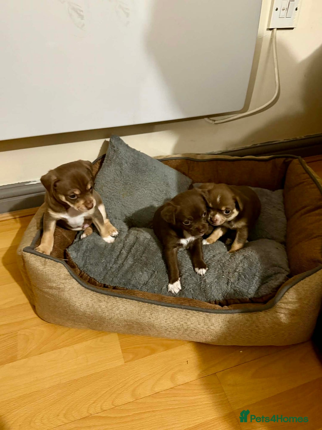 Chihuahua dogs for sale: Puppies  - Advert 3