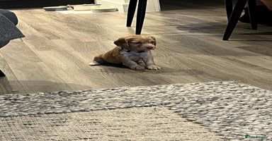 Cocker Spaniel dogs - Advert 3