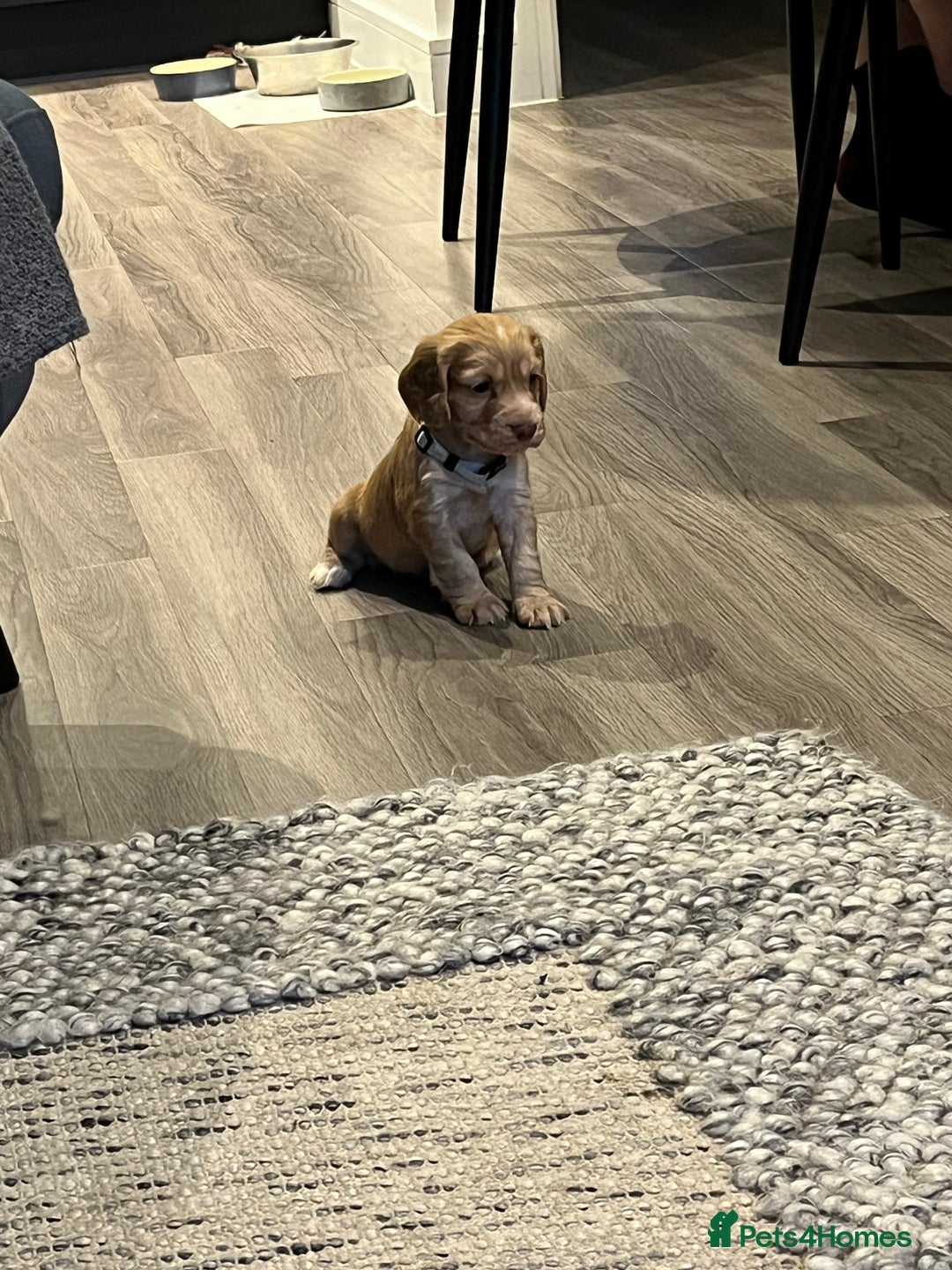 Cocker Spaniel dogs for sale: Perfect working cocker spaniel puppies  - Image 4