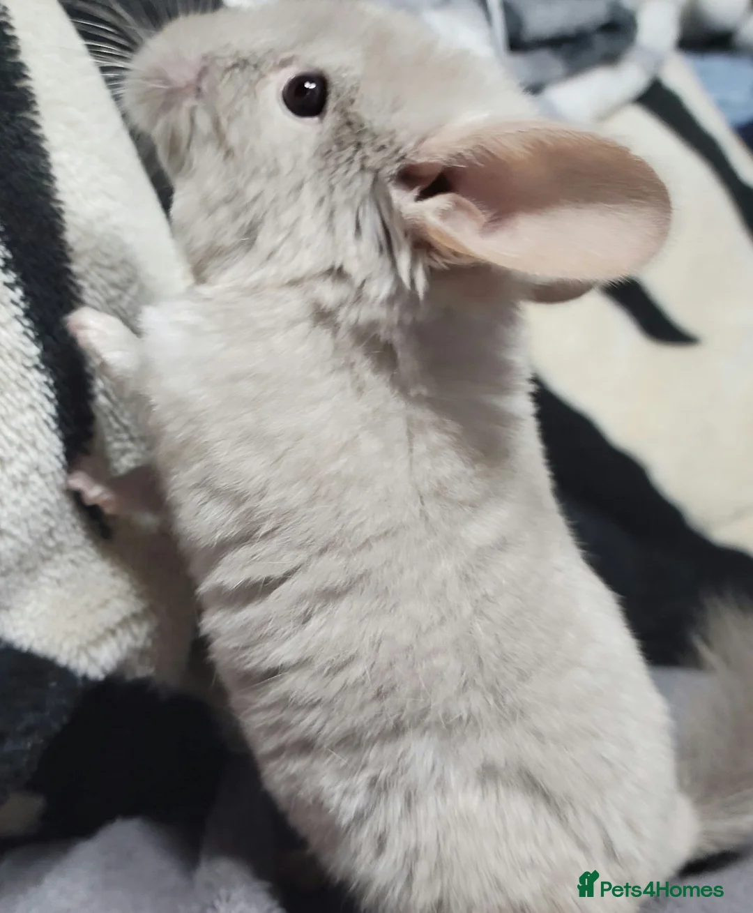 Chinchilla rodents for sale: Baby male chinchillas - Advert 4