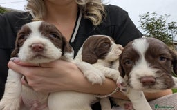 English Springer Spaniel dogs for sale: English springer spaniel - Image 9