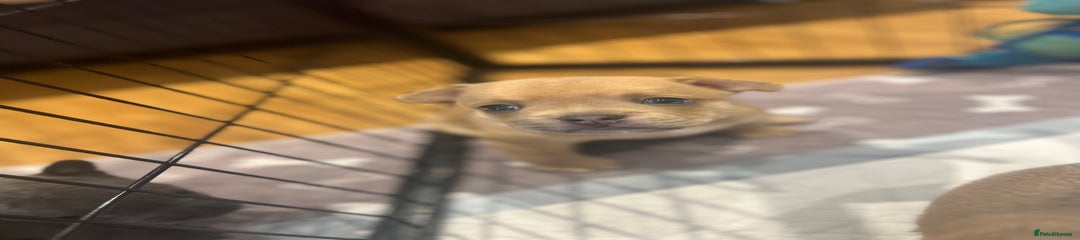 Mixed Breed Puppy 7