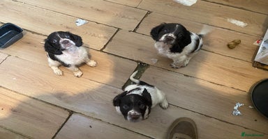 Sprocker dogs - Advert 2