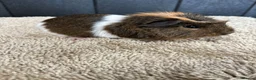 Guinea Pig rodents for sale: Stunning baby guinea pigs  - Advert 20