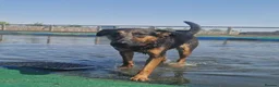 Mixed Breed dogs for adoption: AMELIA –   2 Years Old, Mixed Breed Girl  in Eastbourne - Advert 11