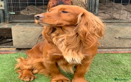 Cocker Spaniel dogs for sale: Kc reg Golden working cocker spaniel puppies  - Advert 2