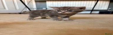 British Shorthair 1