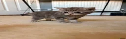 British Shorthair cats for sale: British shorthand cross domestic - Advert 2
