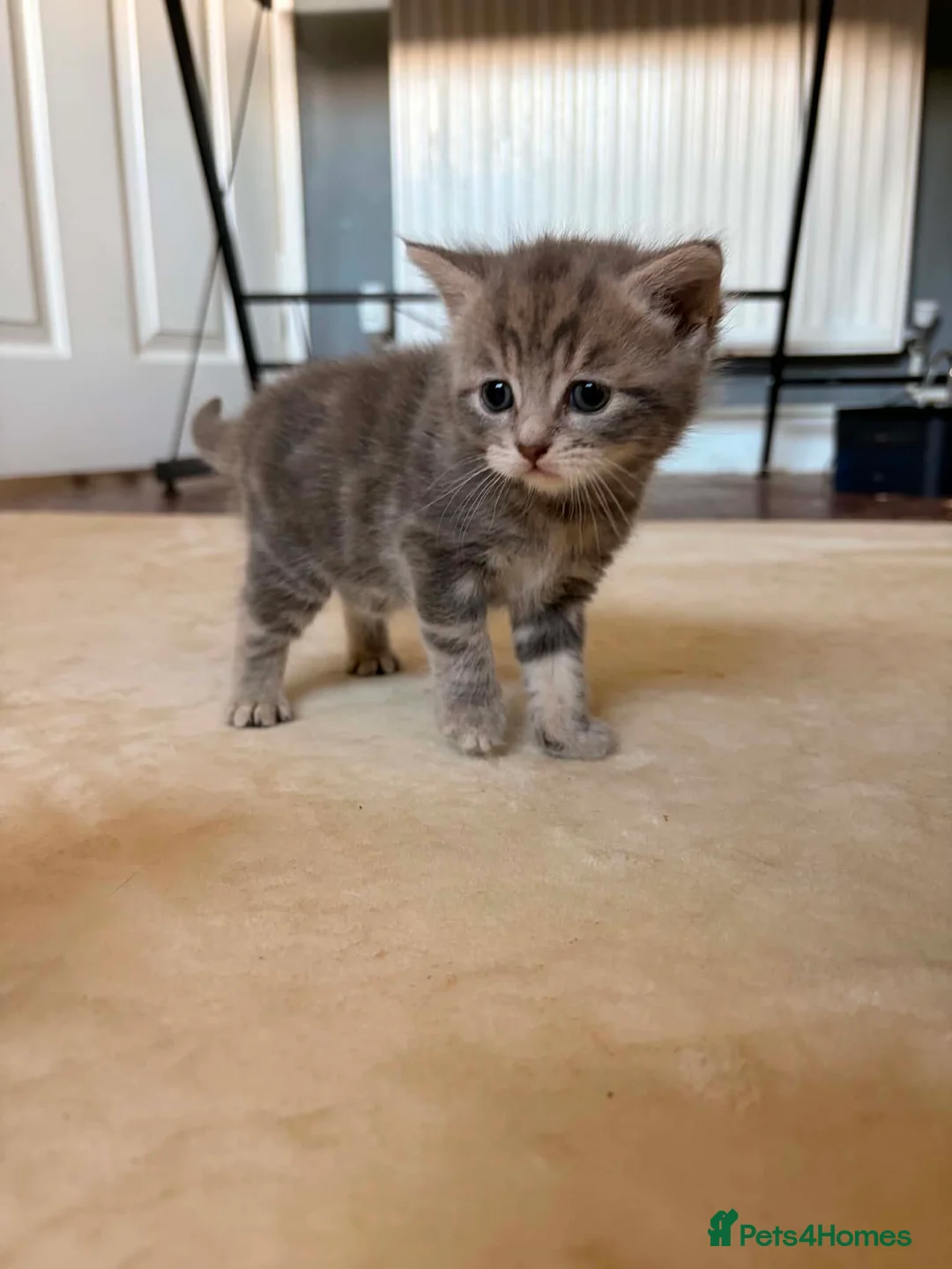 British Shorthair cats for sale: British shorthand cross domestic - Advert 2
