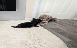 Yorkshire Terrier dogs for sale: Wonderful Yorkshire terrier puppies  - Image 18