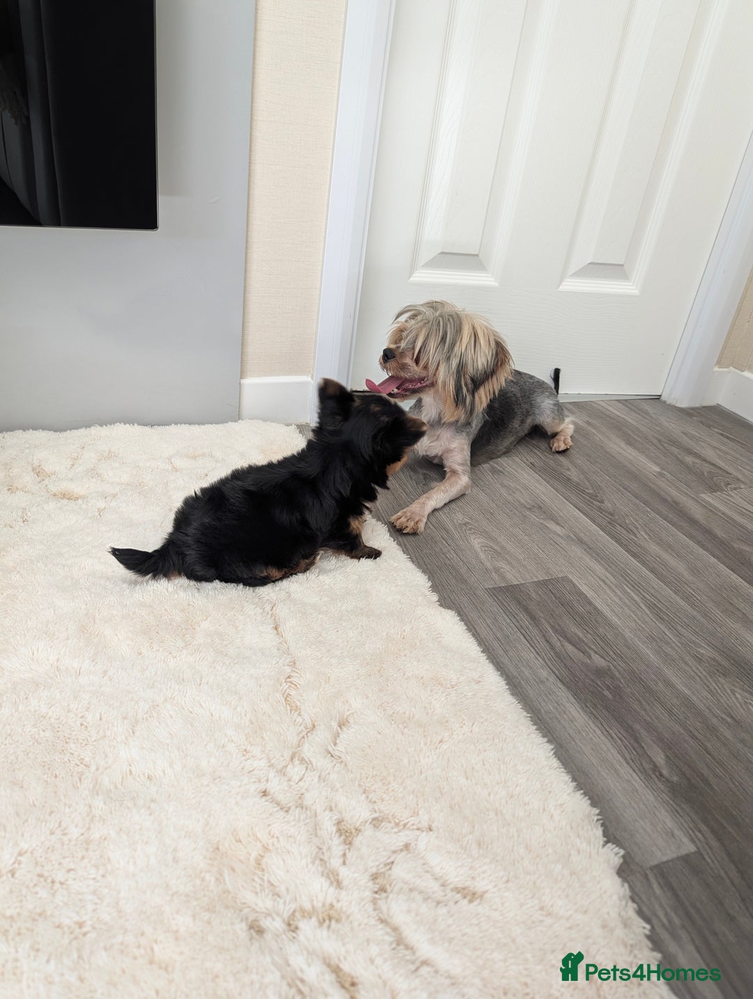 Yorkshire Terrier dogs for sale: Wonderful Yorkshire terrier puppies  - Image 18