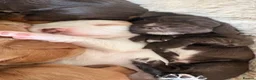 Cocker Spaniel dogs for sale: Cocker Spaniel Puppies - Advert 15