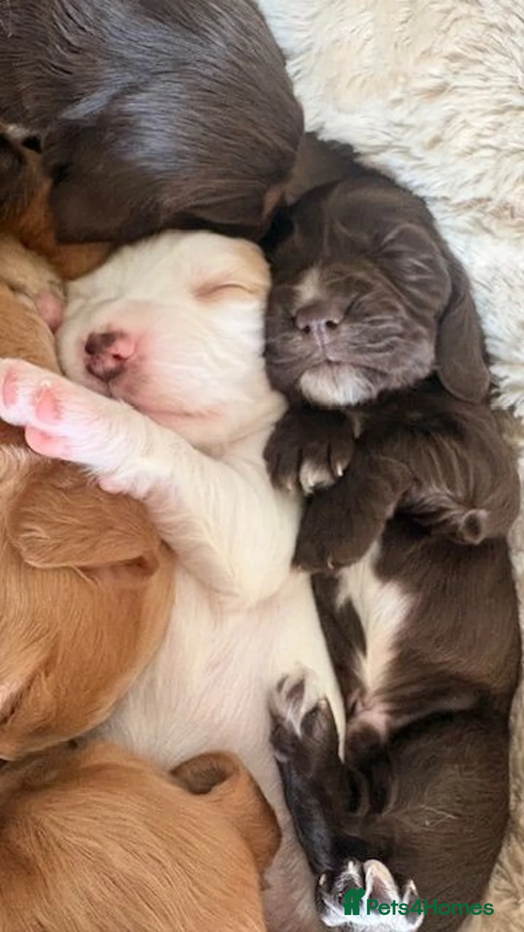 Cocker Spaniel dogs for sale: Cocker Spaniel Puppies - Advert 15