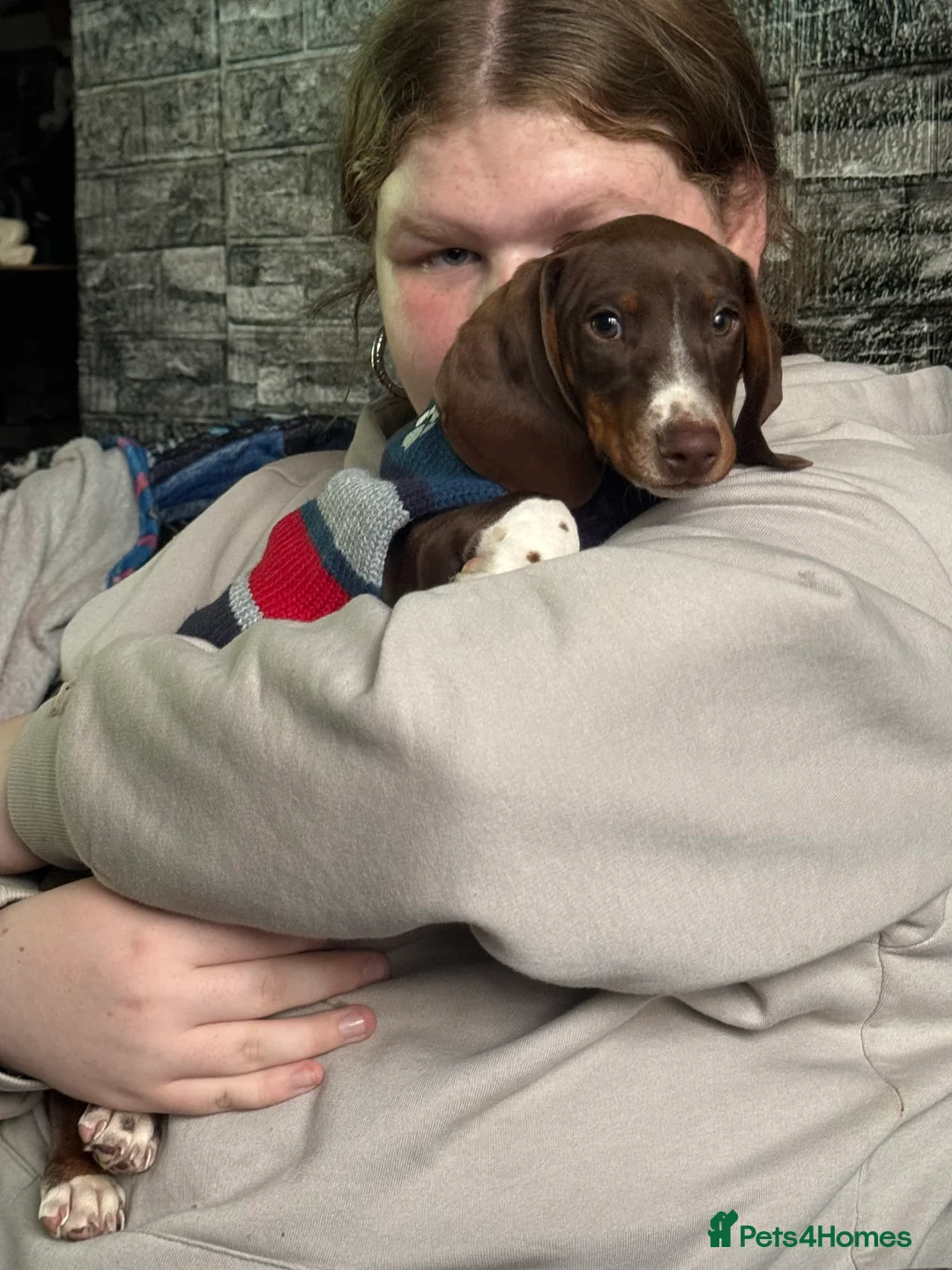 Dachshund dogs for sale: 7mth old needs new home  - Advert 7