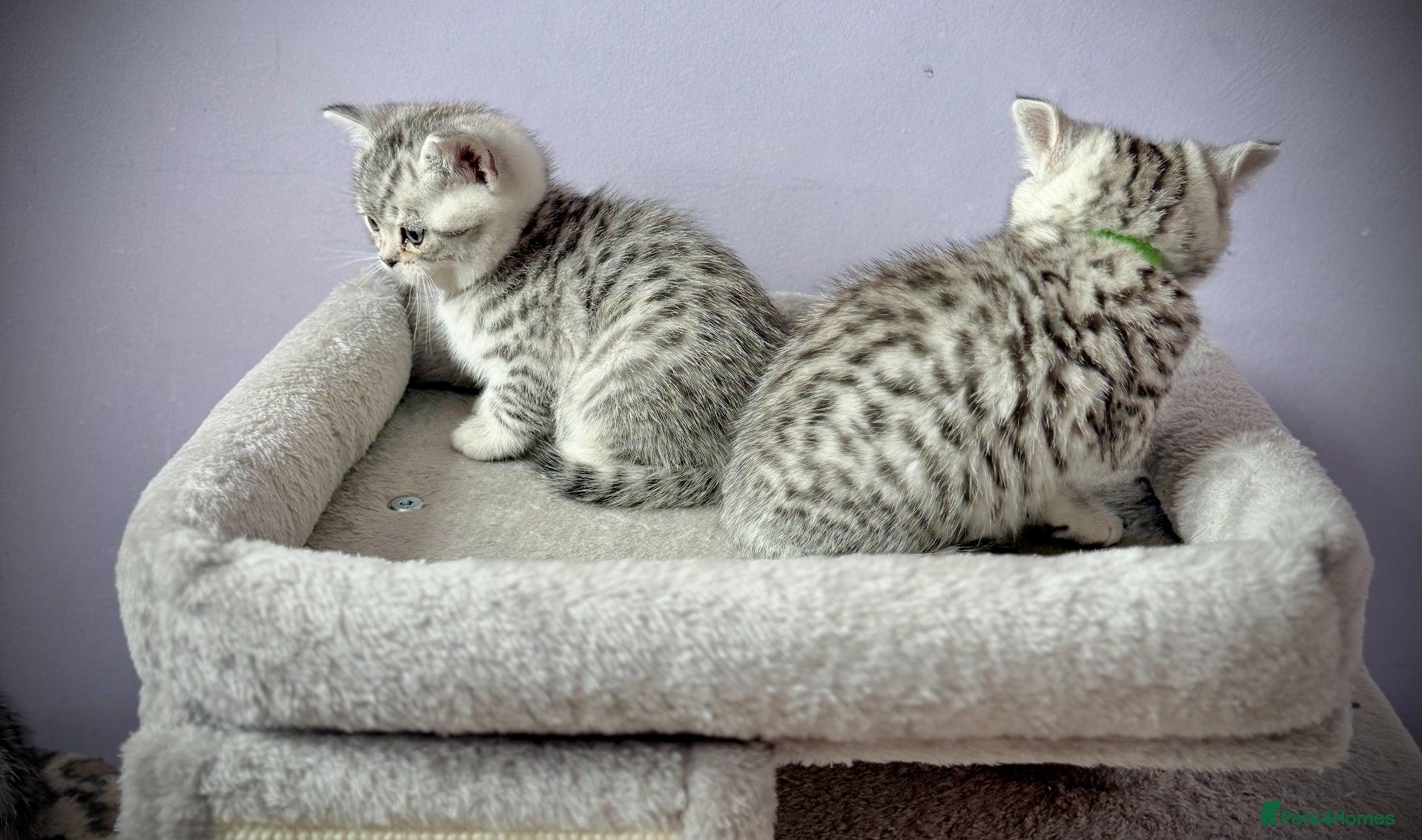 British Shorthair cats GCCF Registered British Shorthair Kittens - Advert 2